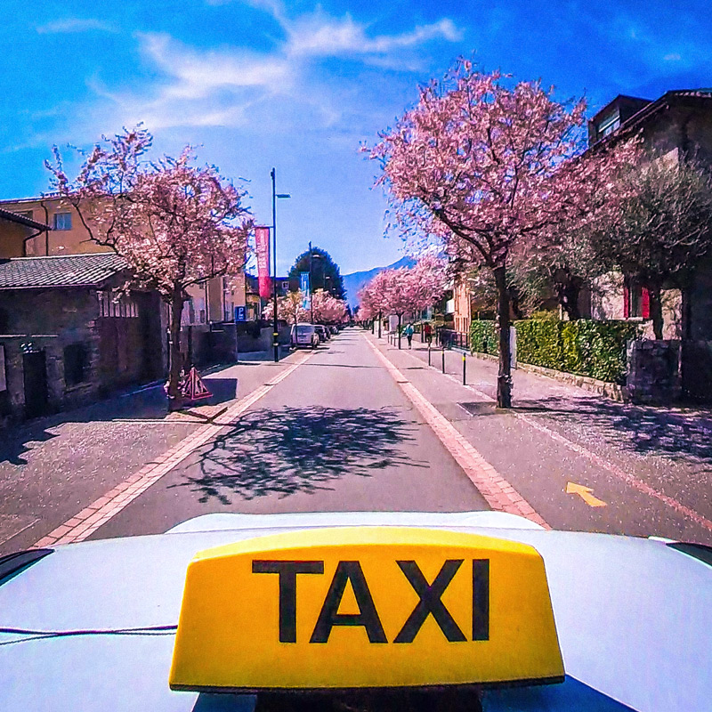 La Fioritura dei Ciliegi ad Ascona